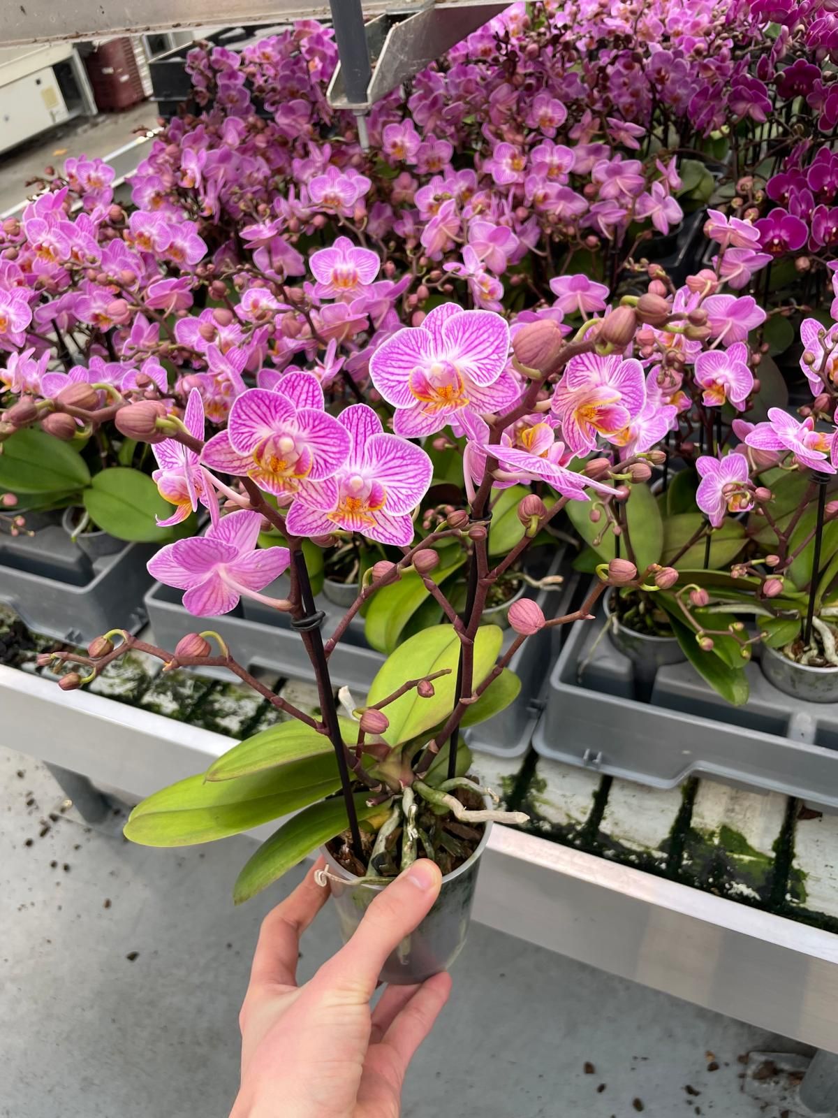 Phalaenopsis Orchid | Sweetie Honeybee