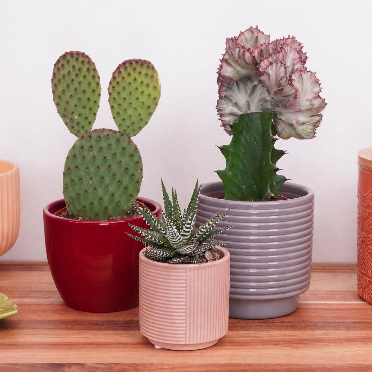 Earthy Calm | Plant Bundle