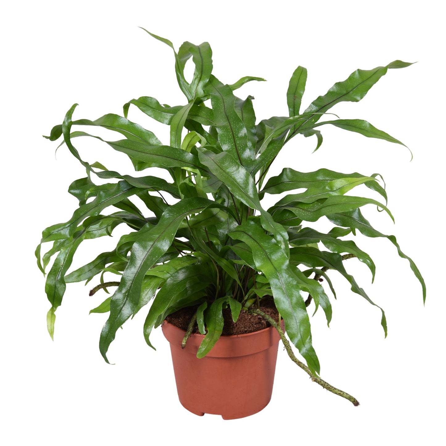Kangaroo Fern
