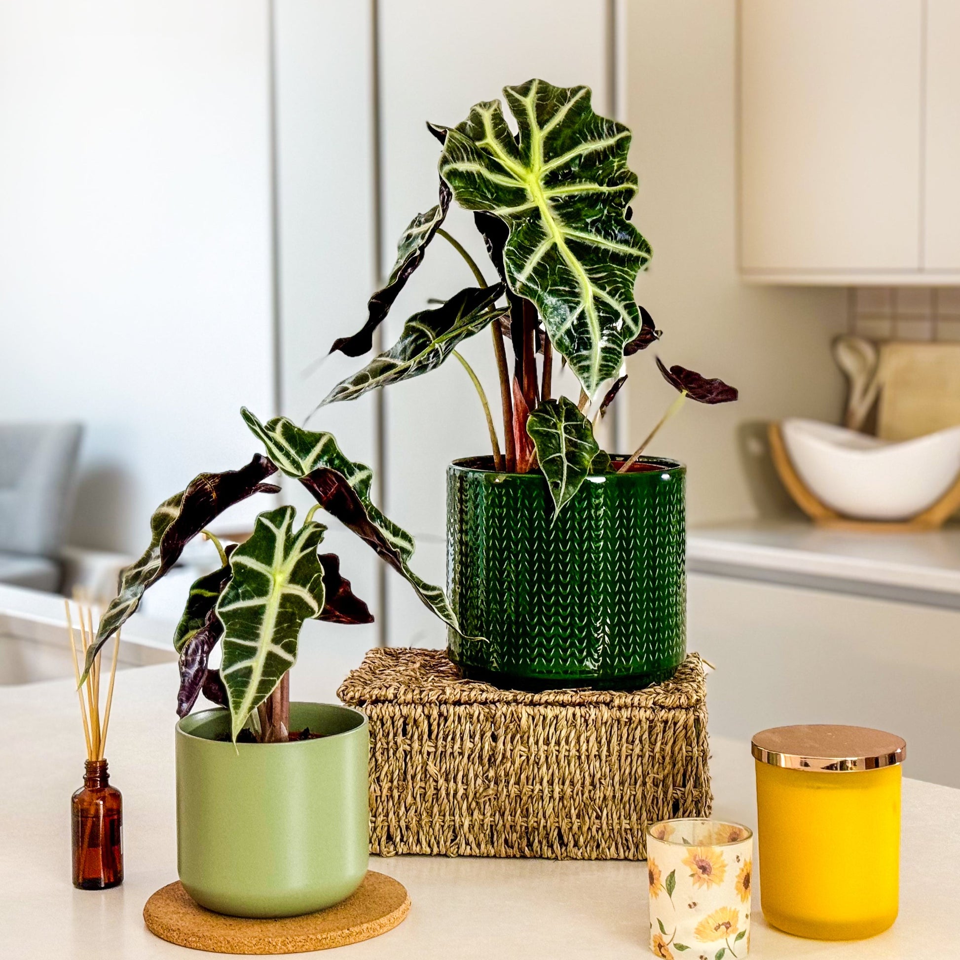 Elephant Ear | Polly