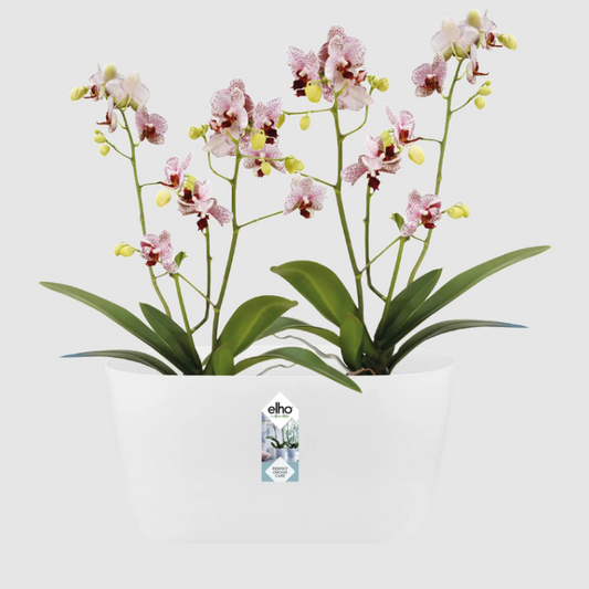 Brussels Duo Orchid Pot | Transparent | Pots & Planters