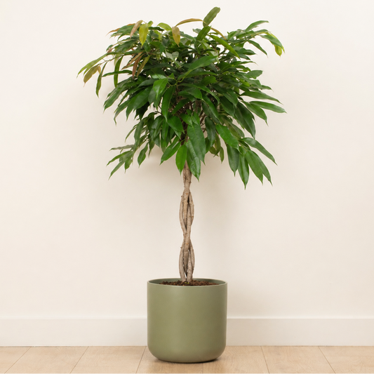 Twisted Narrow Leaf Fig | Amstel | Potted Houseplants