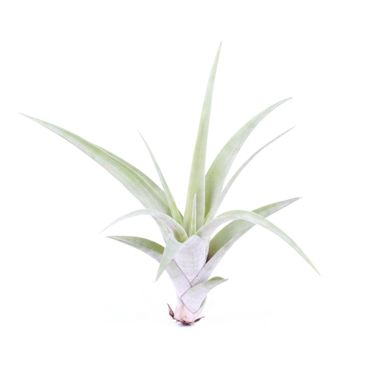 Air Plant | Flexuosa