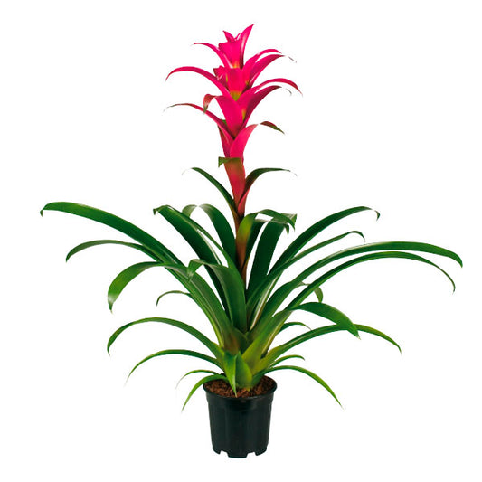 Flowering Bromeliad | Guzmania | Freya Pink | Potted Houseplants