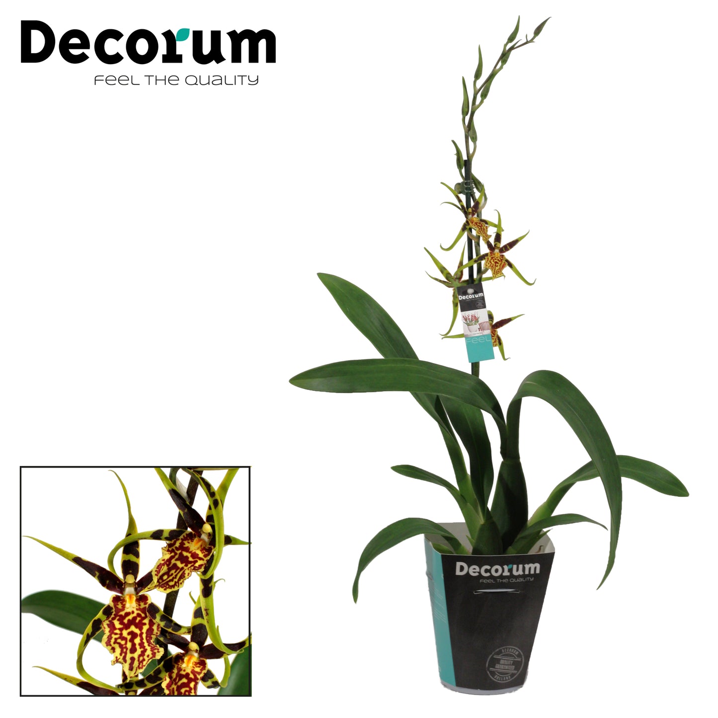 Spider Orchid | Halloween