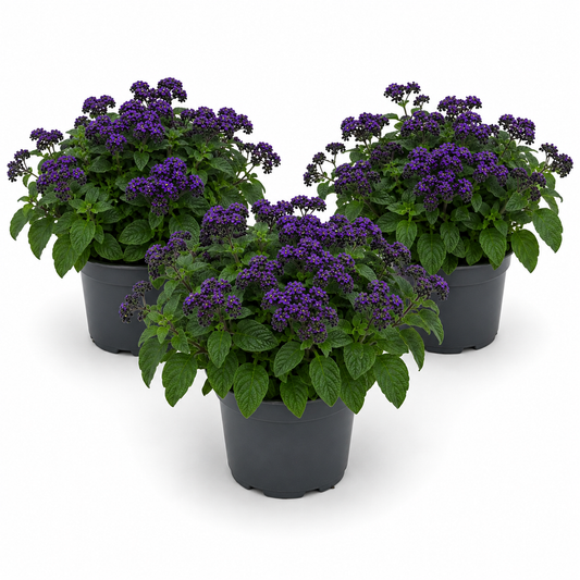 Cherry Pie | Purple | Outdoor Plant | Outdoor Plants