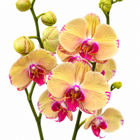 Phalaenopsis Orchid | Iris