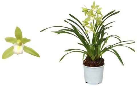 Cymbidium Orchid | Mint Source | Indoor Plants