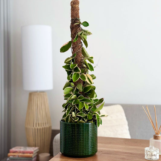 Wax Plant | Krimson Queen | Air Purifying Plants