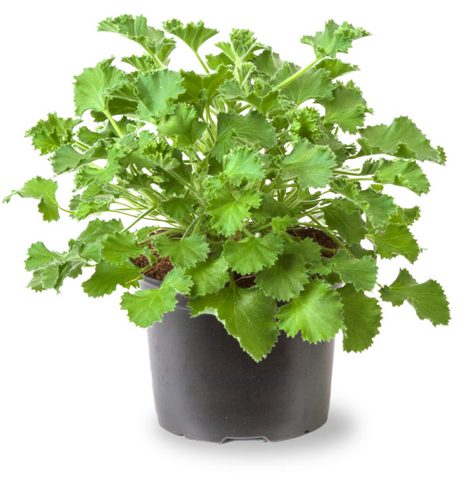 Lemon Geranium