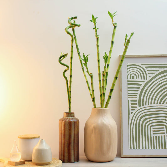Lucky Bamboo | Potted Houseplants