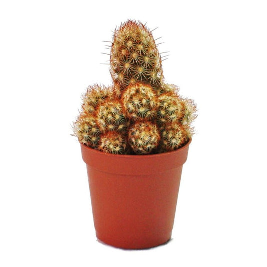 Lady Fingers Cactus | Indoor Cactus Plants