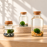 Marimo | Moss Ball | Rare Plant