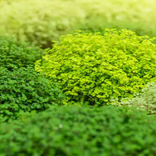 Mind Your Own Business | Potted Houseplants
