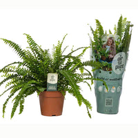 Boston Fern | Green Lady