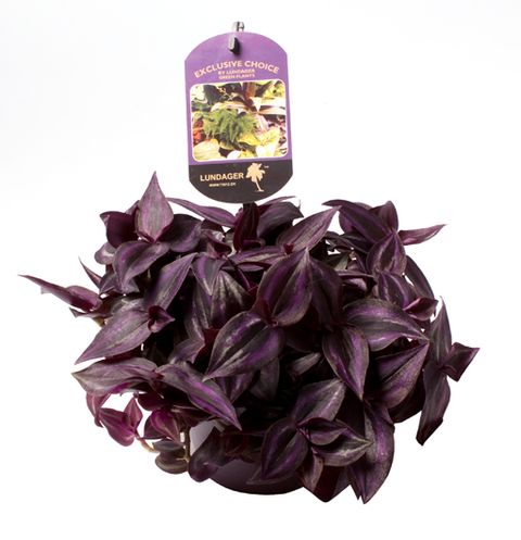 Wandering Dude | Purpusii | Potted Houseplants