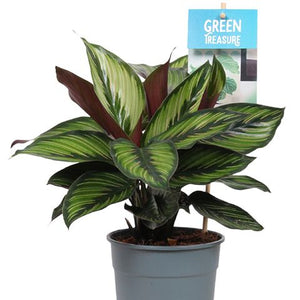 Prayer Plant | Majestica Princeps - Indoor Plant