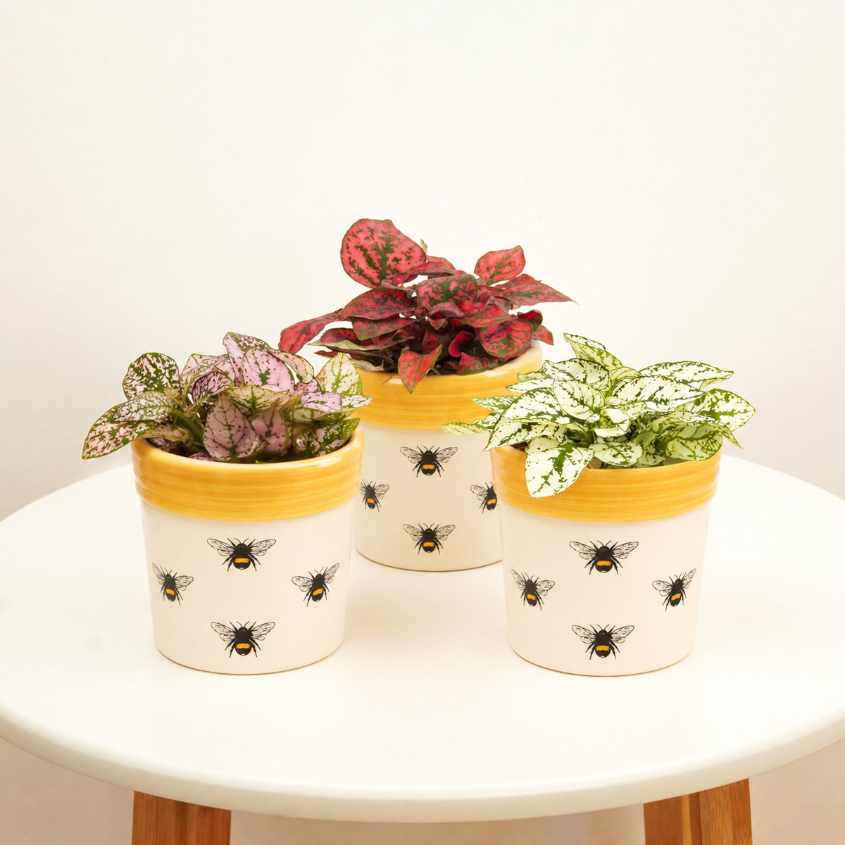 Pretty Polkadot | Plant Bundle
