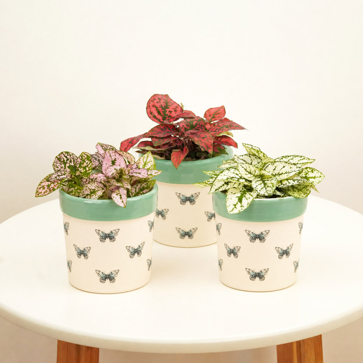 Playful Polkadots | Plant Bundle