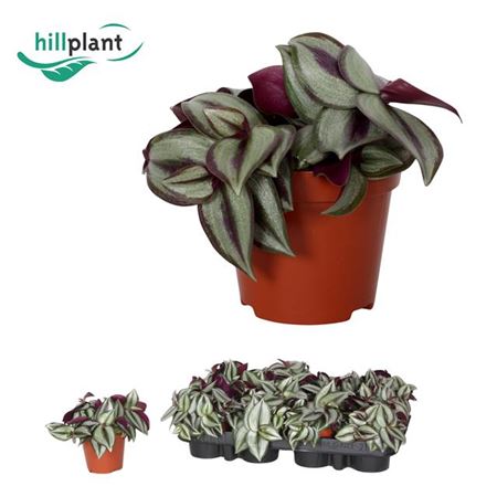 Wandering Dude | Purpusii