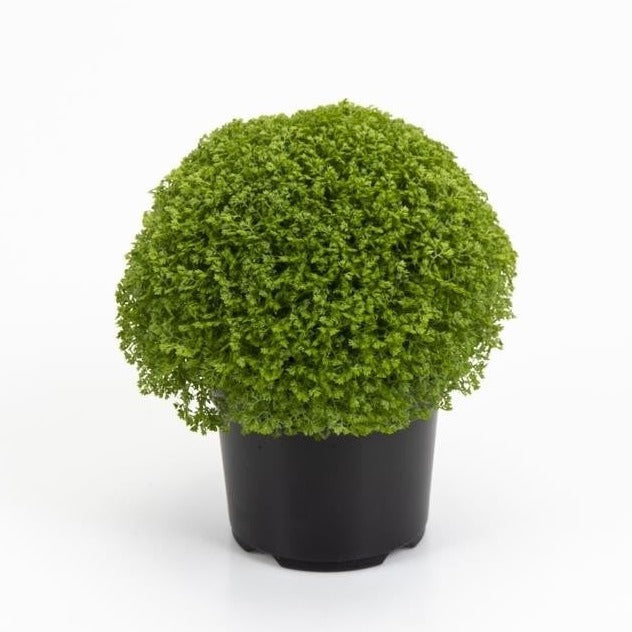 Meadow Spike Moss