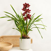 Cymbidium Orchid | Red Nell