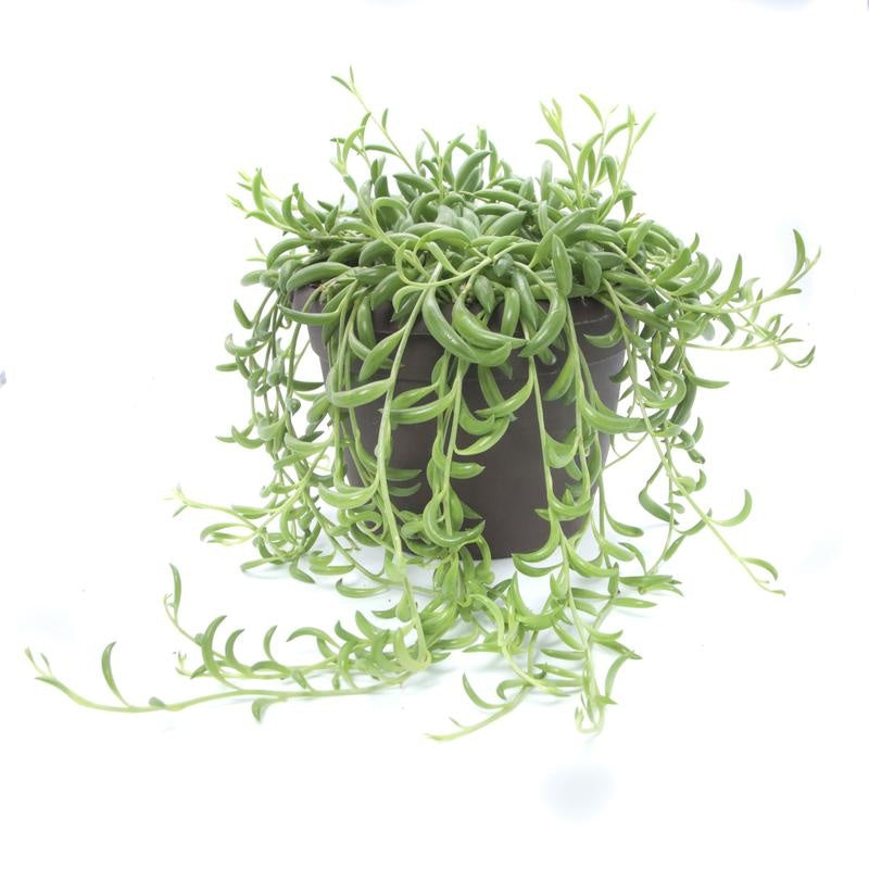 String Of Beans