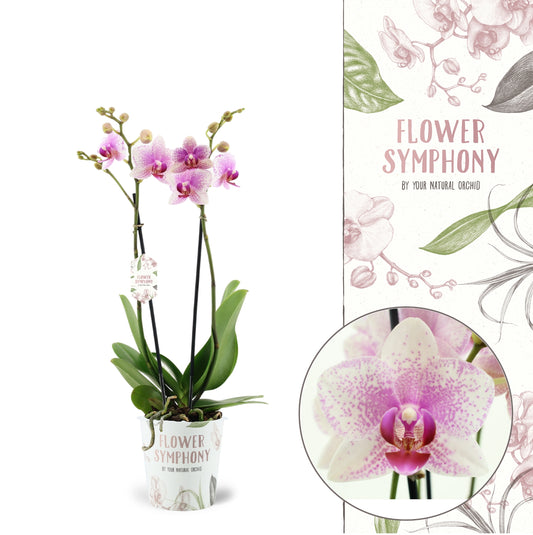 Phalaenopsis Orchid | Rotterdam | Perfect Plants for Under £30