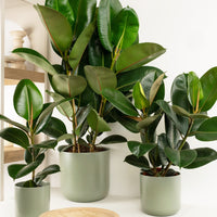 Rubber Plant | Robusta