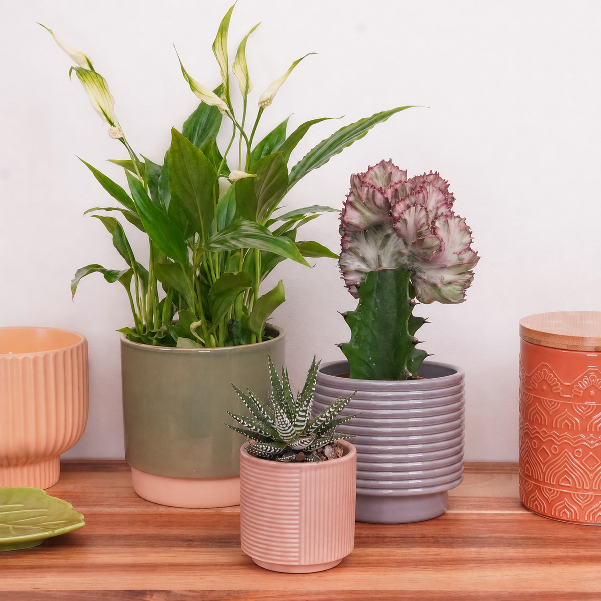 Sacred Space | Plant Bundle