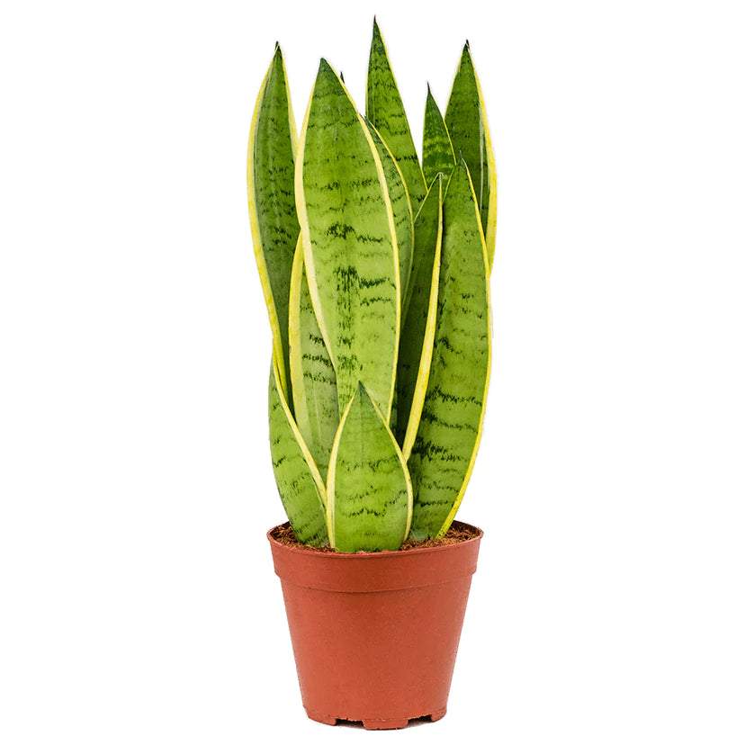 Snake Plant | Snow White