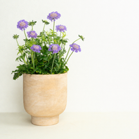 Pincushions | Surprise Colour | Outdoor Plant