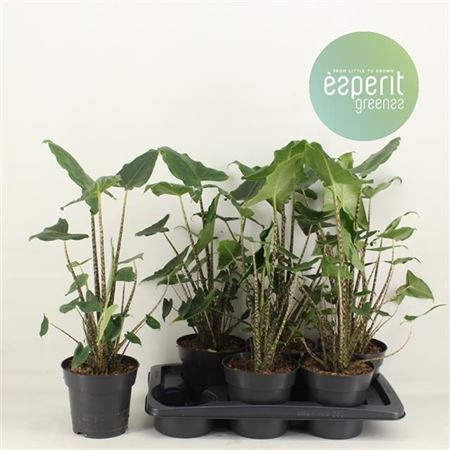 Elephant Ear | Siberian Tiger