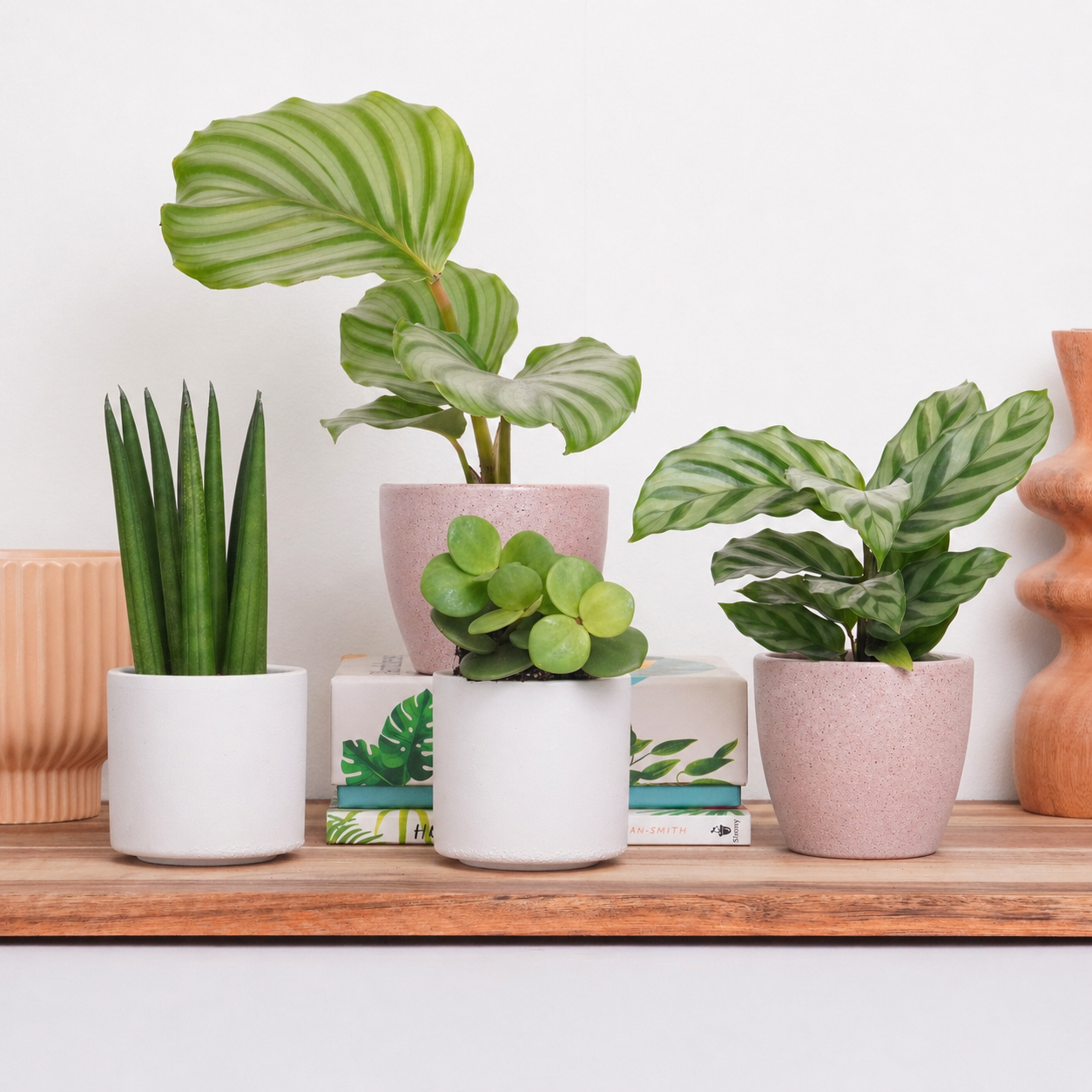 Candyfloss Greens | Plant Bundle
