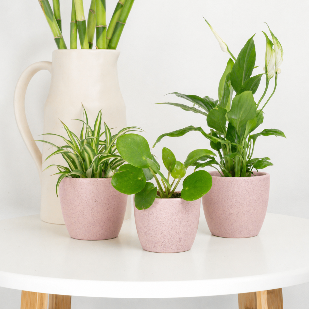You're So Loved | Plant Bundle