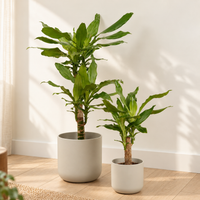 Madagascar Dragon Tree