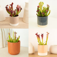 Trumpet Pitcher Plant | Fly Catcher | Mystery Variety!