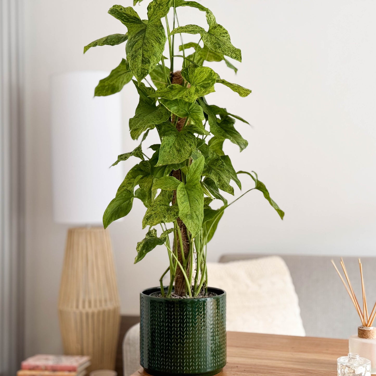 Arrowhead Vine | Mottled Mojito | Rare Plant