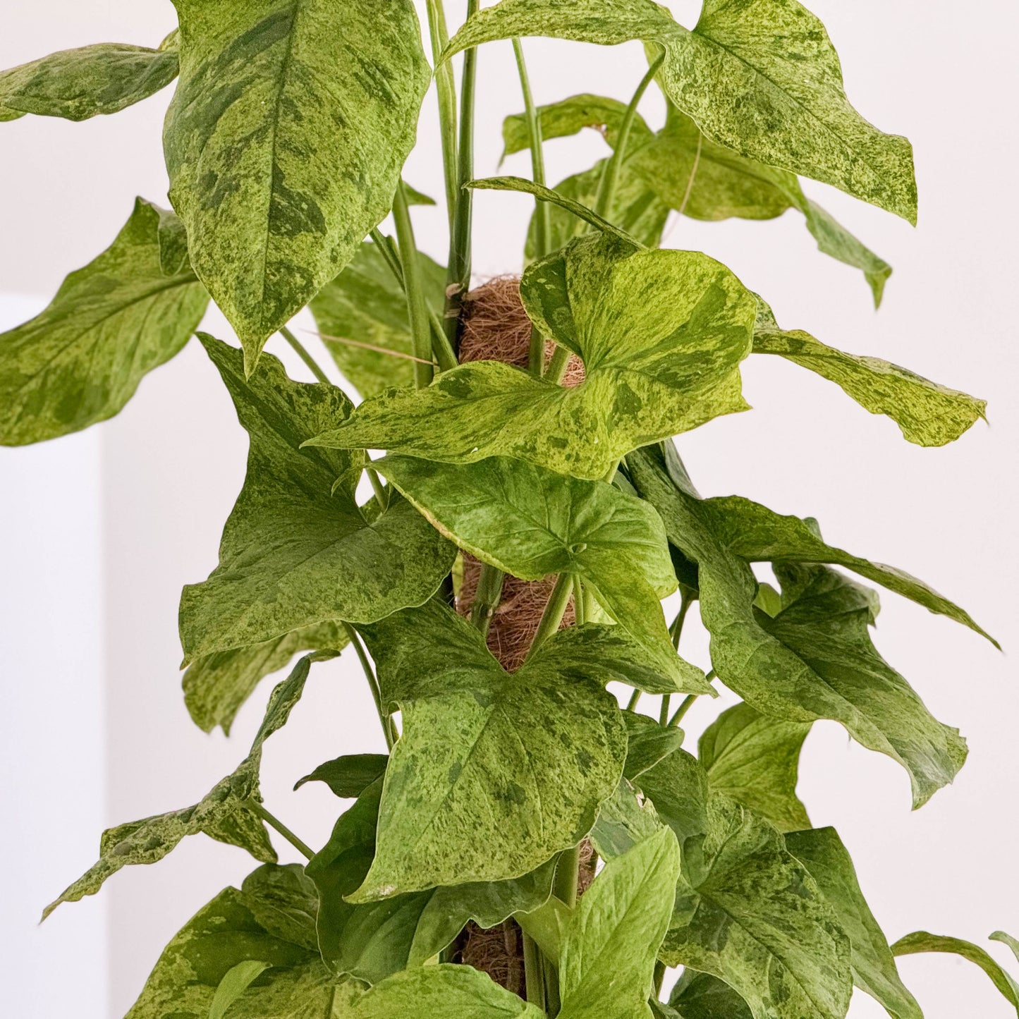 Arrowhead Vine | Mottled Mojito | Rare Plant