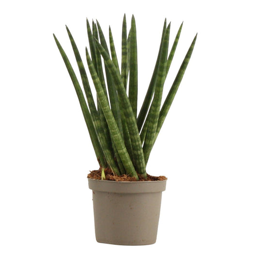 Snake Plant | Cylindrica Twist | Potted Houseplants