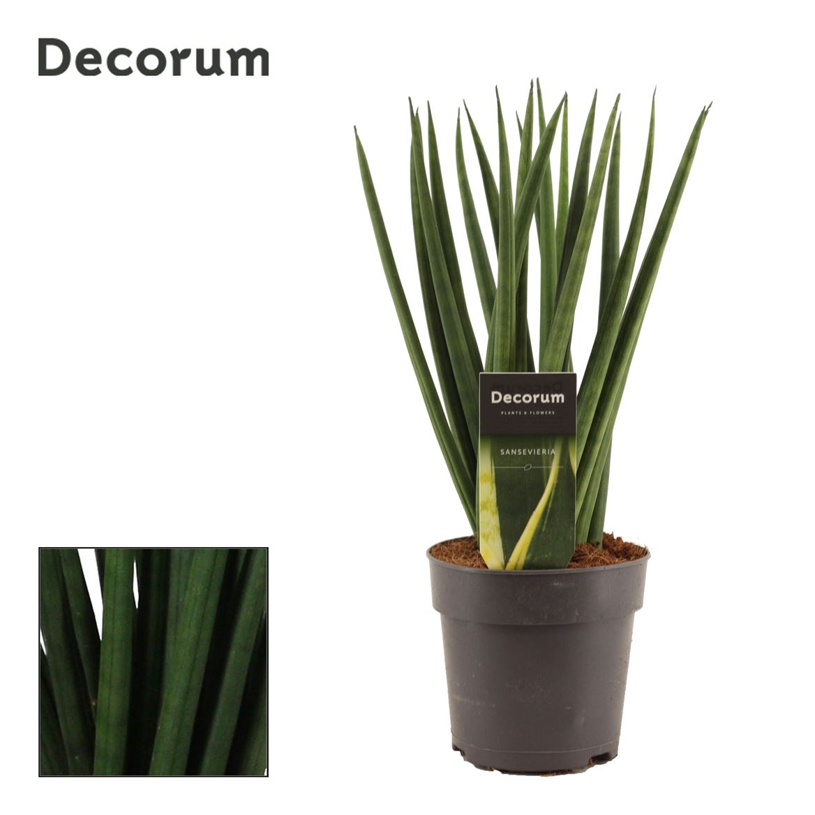 Snake Plant | Cylindrica Twist