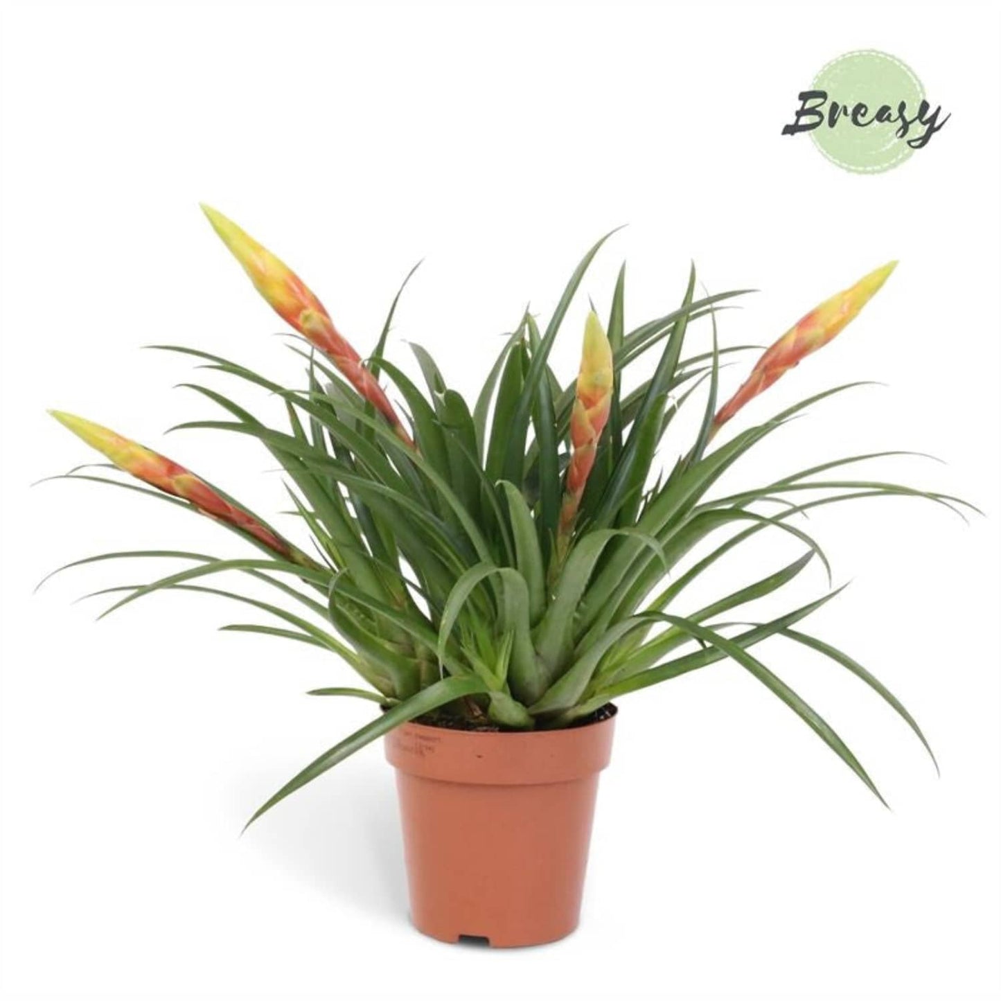 Vriesea Flaming Sword | Valeta