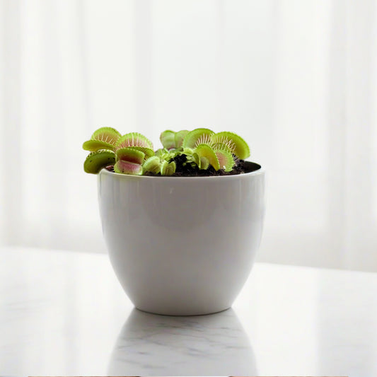 Venus Fly Trap | Potted Houseplants