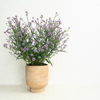 Verbena | Purple | Outdoor Plant