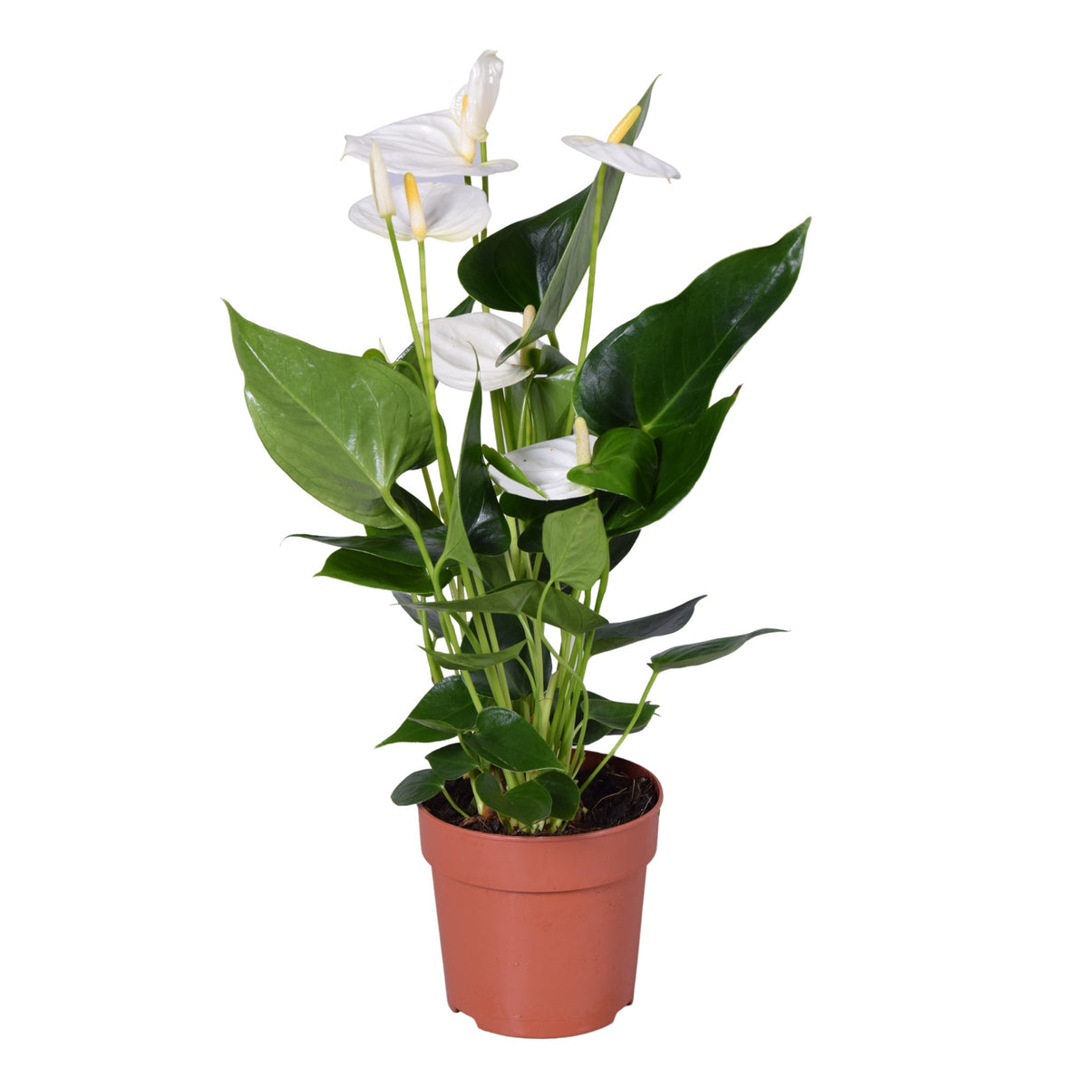 Flamingo Flower | White