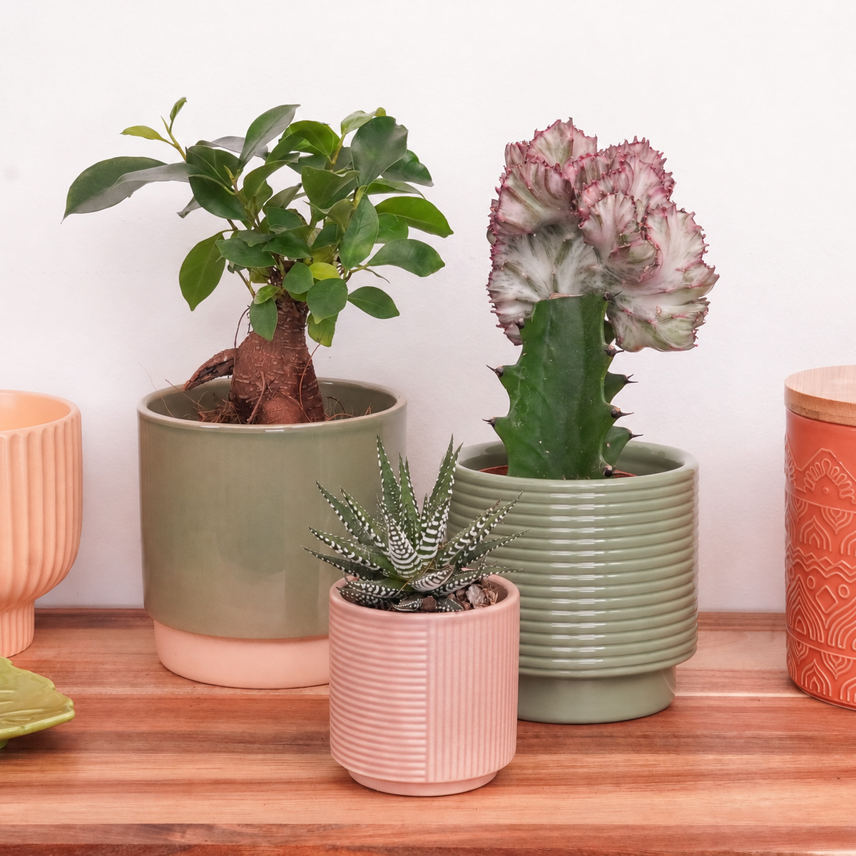 Wildly Wonderful | Plant Bundle