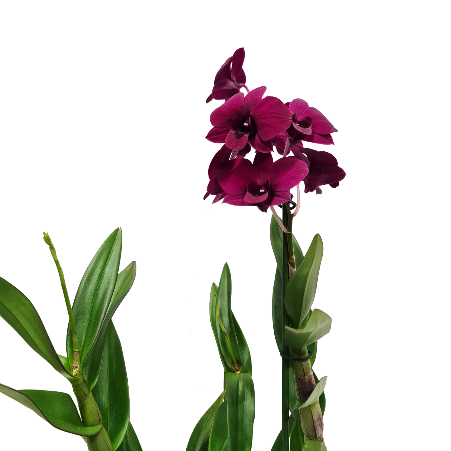 Singapore Orchid | Various Colours
