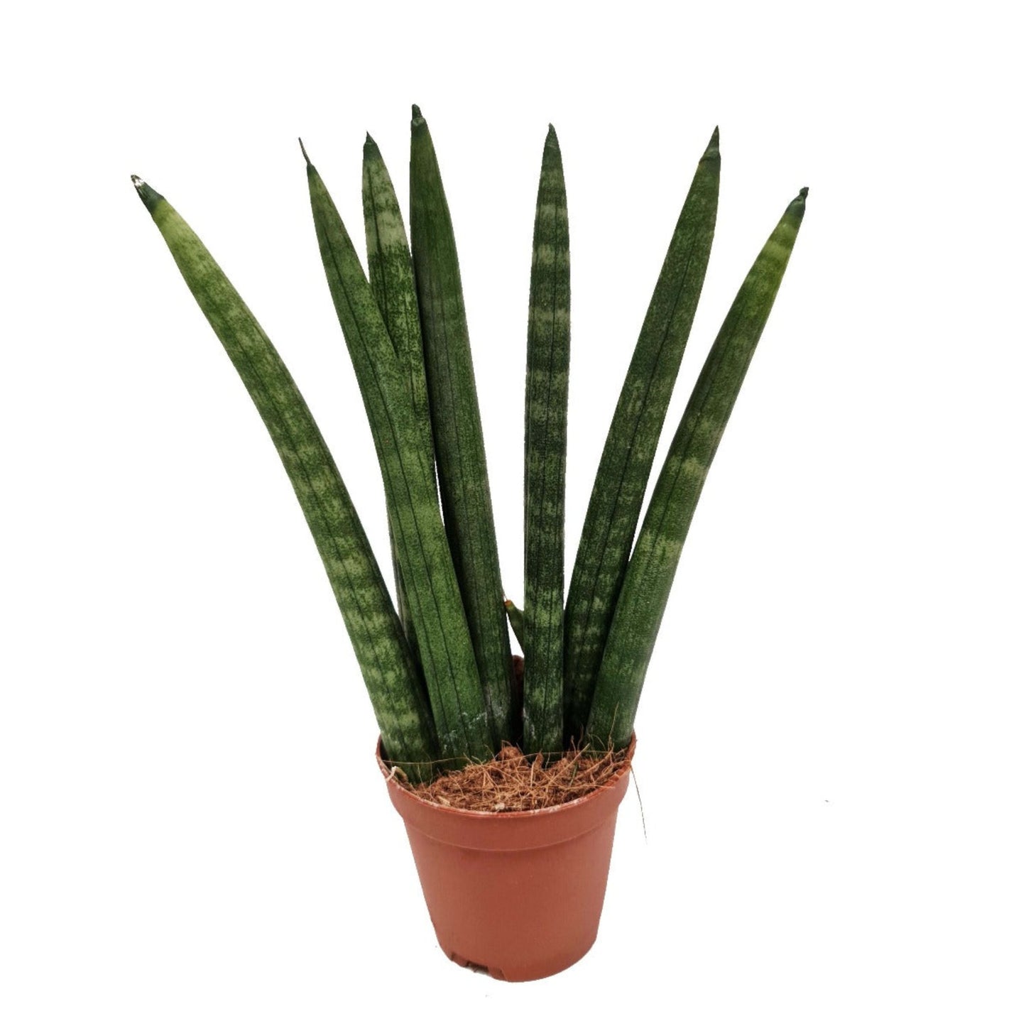 Snake Plant | Cylindrica