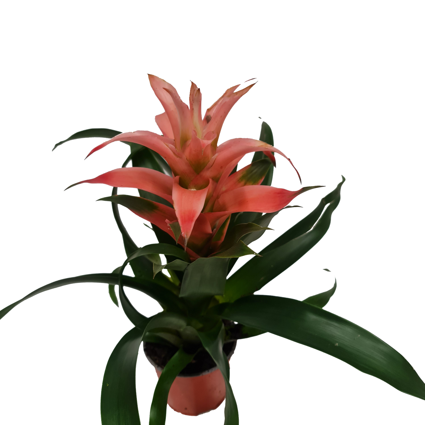 Flowering Bromeliad | Guzmania | Various Colours