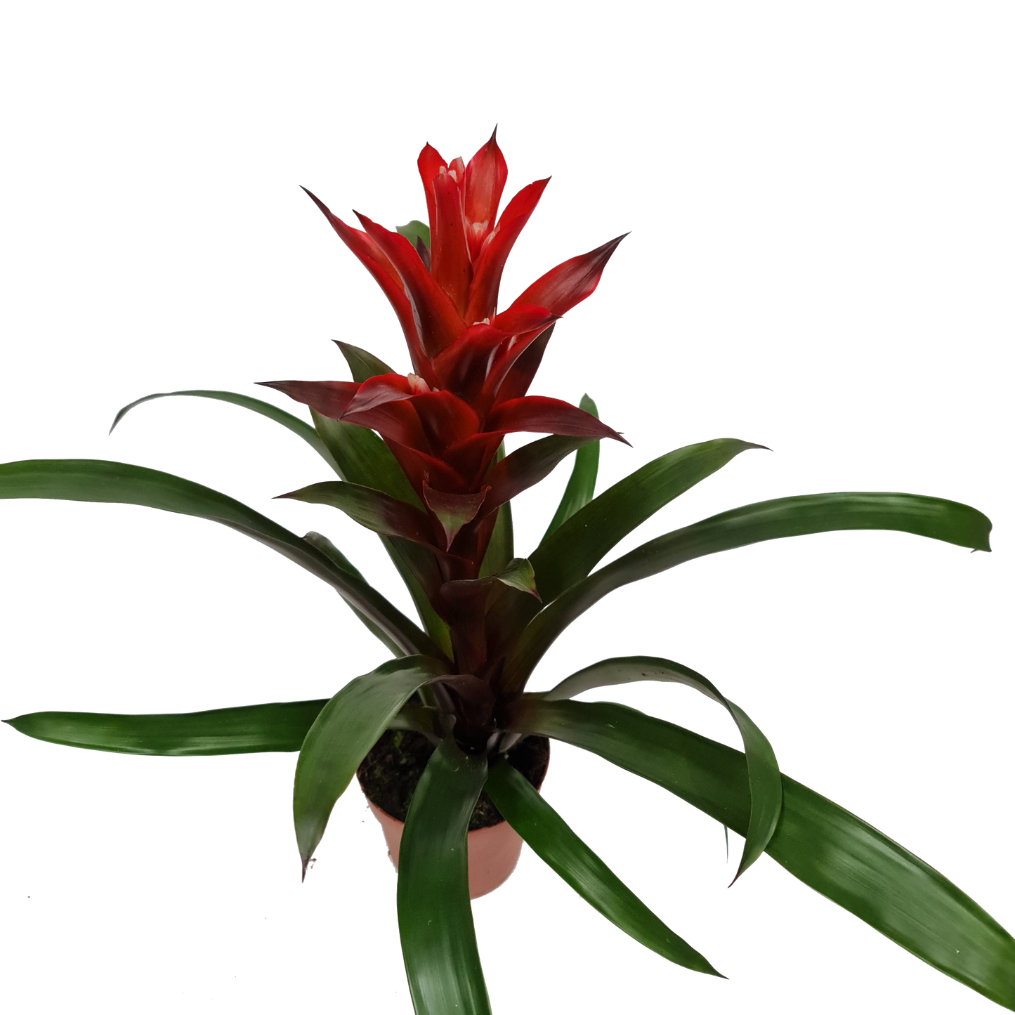 Flowering Bromeliad | Guzmania | Various Colours